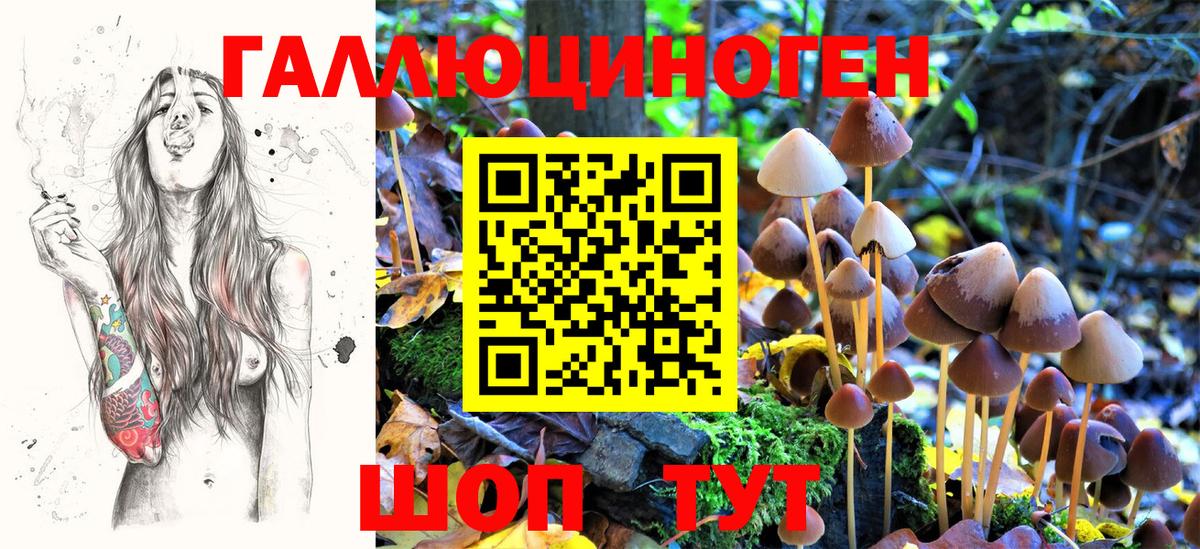 Псилоцибиновые грибы Psilocybine cubensis Нерюнгри